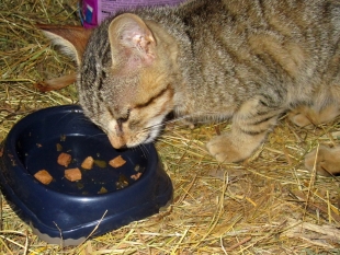 He eats alone - but he eats well