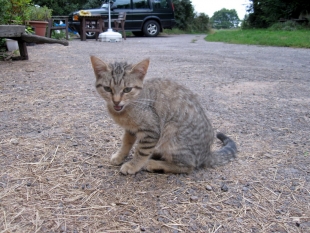 Fierce? I don't think so!