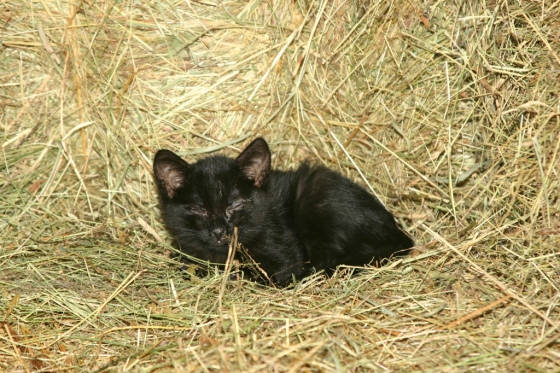 Little Black