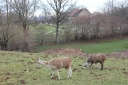 Peaceful llama winter. Shame about the molehills!
