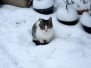 Mini-mum in the snow