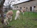 The new llama garden allows access from the field to the barn