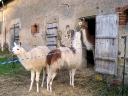 Llamas appreciating the possibility of indoor accommodation