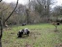 Pigs revelling in the new pen