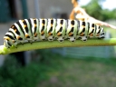 Caterpillar!