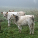 Young neighbours 2 - three calves