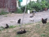 It\'s evening, and the barn cats occupy the yard