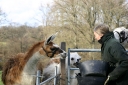 Expectant llamas greet Val with enthusiasm