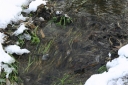 Our stream has flowed throughout the freeze