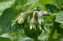 The potatoes are flowering - soon we\'ll be eating them