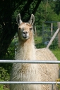 Handsome summer llama