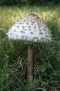 One of the splendid mushrooms is opening