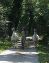 Coming down the road to the house