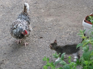 Lonely chicken meets the kitten