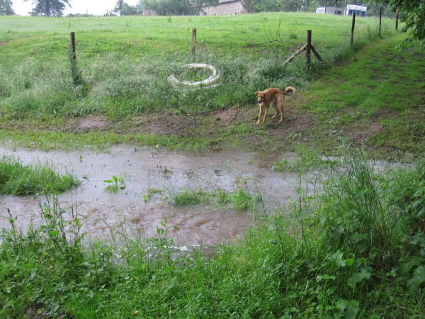 Rufus wants to be on the other side. But he doesn't want to get wet.