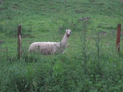 Valentine, just sitting. In the rain.