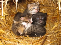 Actually it's four kittens
