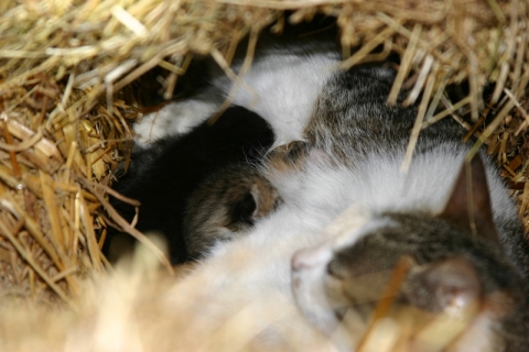 Three kittens arrive