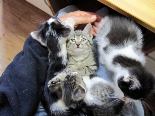 A lap-ful of kittens
