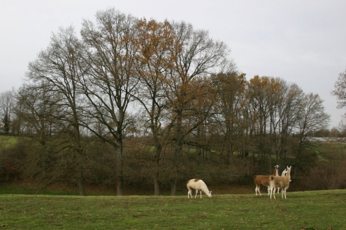 Breeder llamas