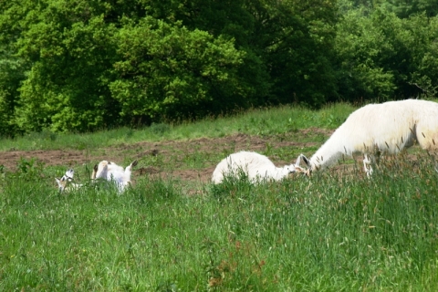 Rolling and grazing