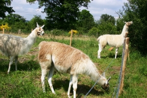 Llamas at the garden fence!