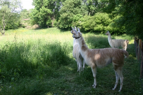 Duc, Valetine and Ana survey the wondrousness of the far field