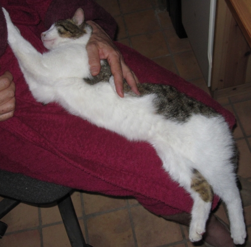 Mother cat has returned