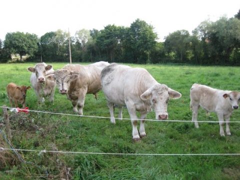 Family group