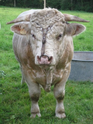 The bull!