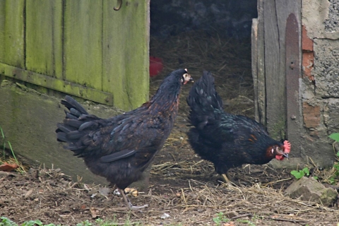 The new hens settling in