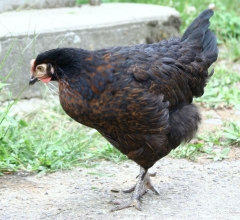 Runner Chicken