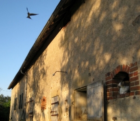 Mother cat eyes up a swallow