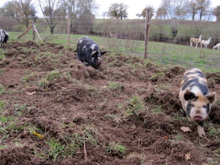 Pigs go ploughing