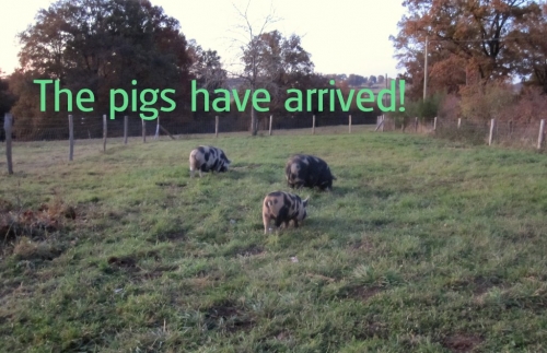 The pigs explore their new home