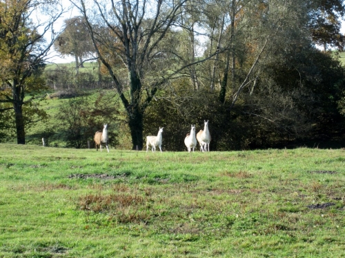 Llamas are really worried by their new neighbours