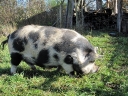 Hairy pig on the move