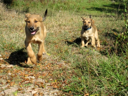 Running puppies