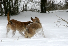 dog_snow-1