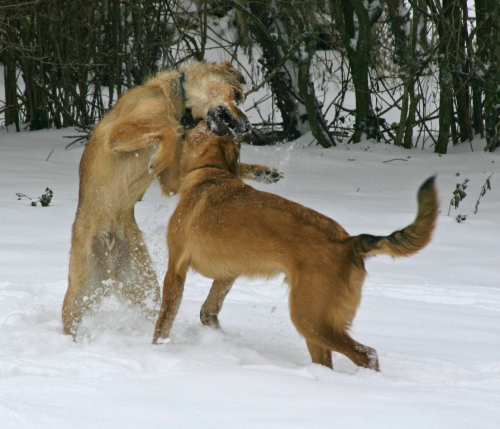 dog_snow-3