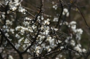 spring-4.jpg