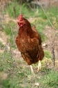 springchicken-1.jpg