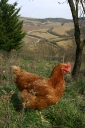 springchicken-2.jpg