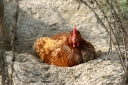 springchicken-3.jpg