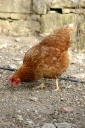 springchicken-4.jpg