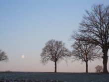 Dark Tree Horizon