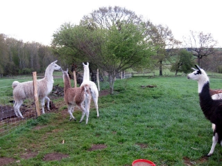 llama_trip-2.jpg