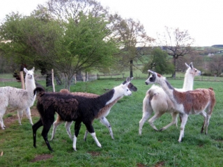 llama_trip-3.jpg