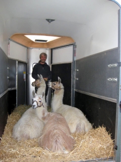 llama_trip-4.jpg