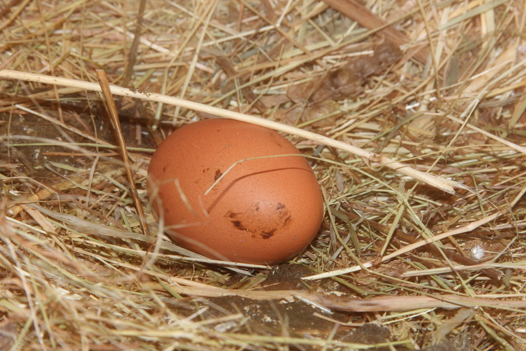 Egg Les Lamas de l'Aubaine